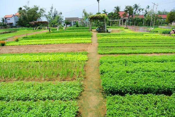 Green House Homestay Hoi An Eksteriør billede